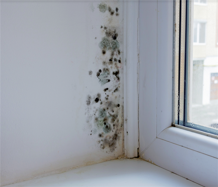 mold growing by the frame of a window